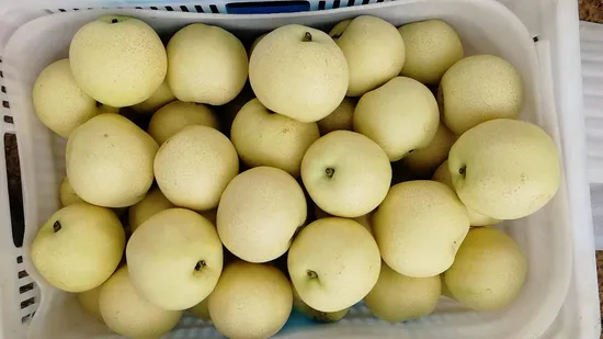 Export High Quality Fresh Ya Pear
