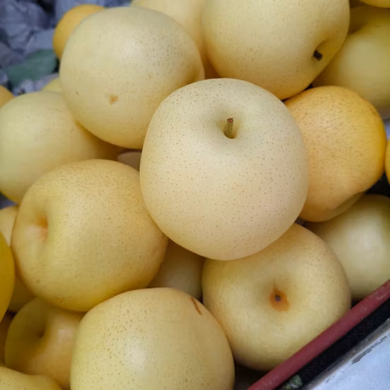 Export High Quality Fresh Ya Pear