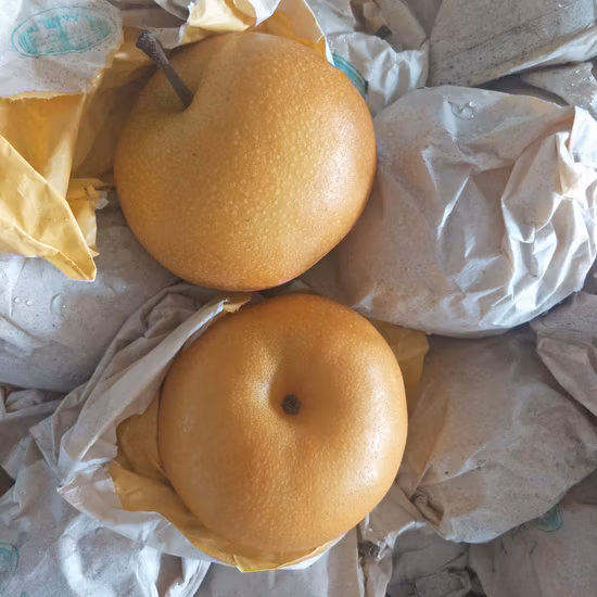 13.5kg Carton Fresh Juicy Brown Pears