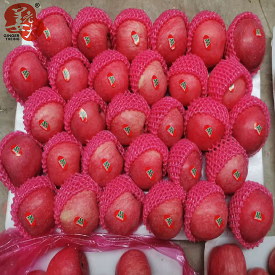 Nueva cosecha fresca Bolsa de papel Shandong FUJI Red FUJI Apple